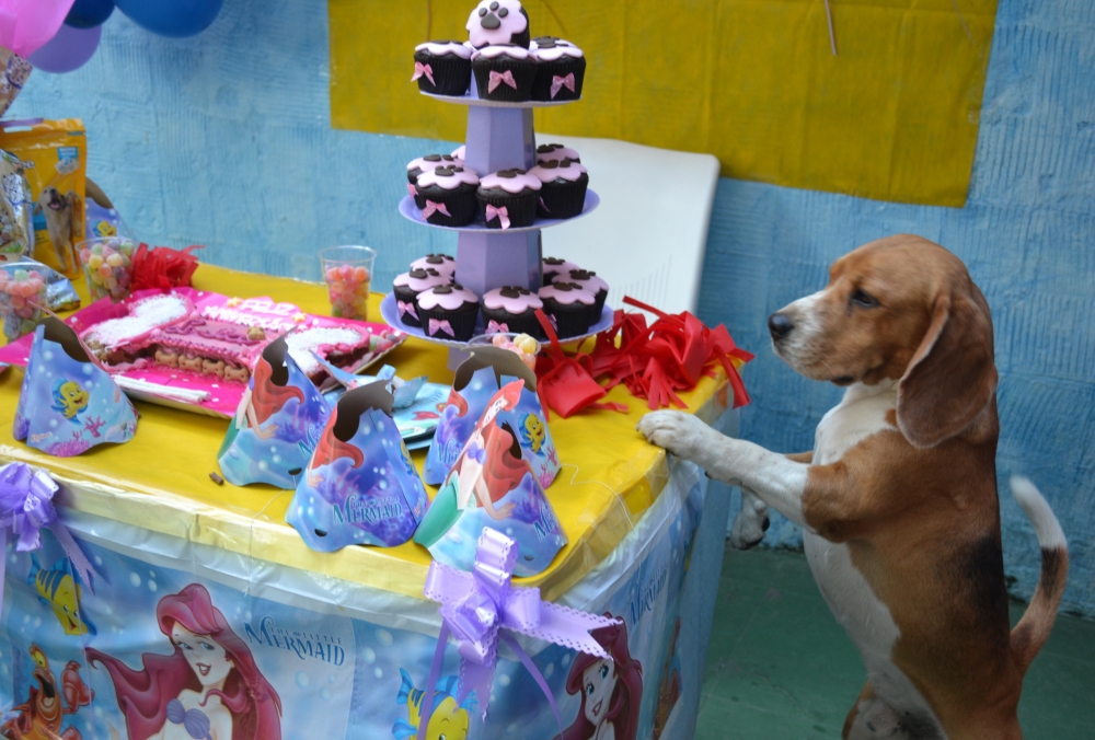 Quanto Custa Creche para Animais no Bairro do Limão - Creche para Cães