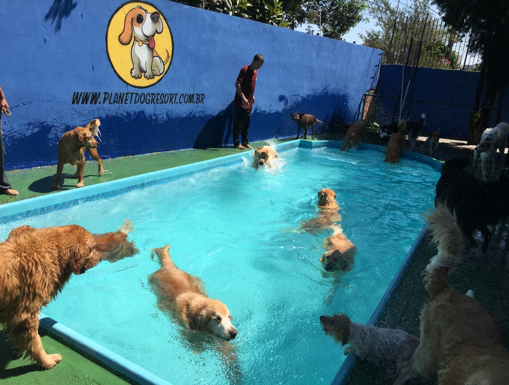 Quanto Custa Creche para Cachorro em Sp Água Chata - Creche Canina