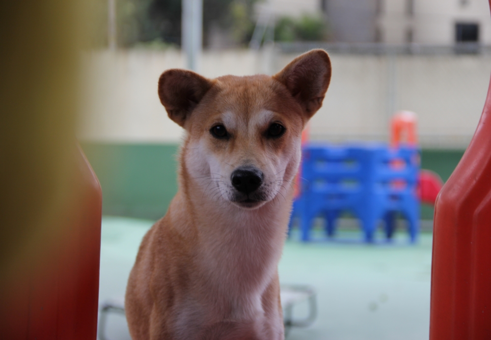 Quanto Custa Creche para Cachorro Bosque Maia - Creche para Cachorro em São Paulo