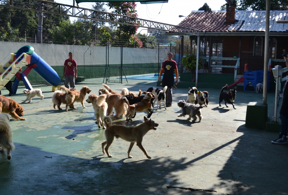 Quanto Custa Creche para Cães no Jabaquara - Creche para Cachorro em Sp