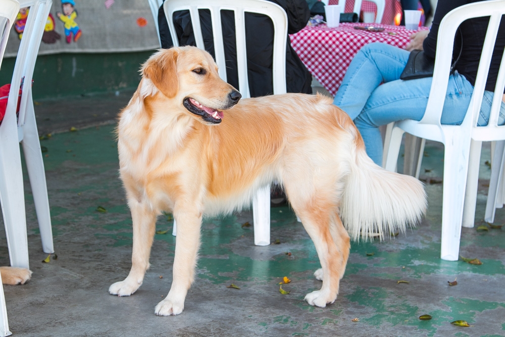 Quanto Custa Day Care em Animais no Aeroporto - Day Care Canino