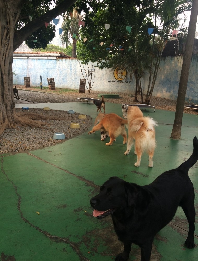 Quanto Custa Day Care para Cachorro no Bom Retiro - Creche Day Care