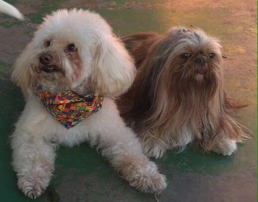 Quanto Custa Day Care Pet Shop no Tremembé - Day Care em São Paulo