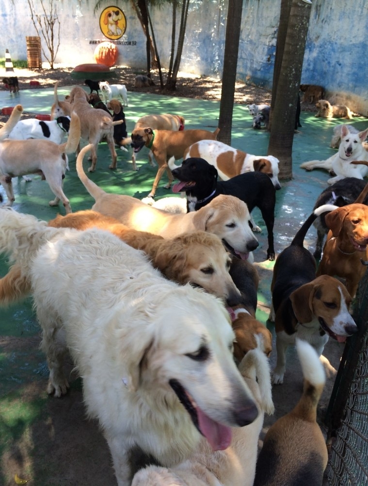 Quanto Custa Espaço com Daycare na Lauzane Paulista - Day Care para Cães