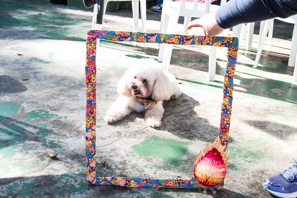 Quanto Custa Espaço Day Care em Pirituba - Dog Resort