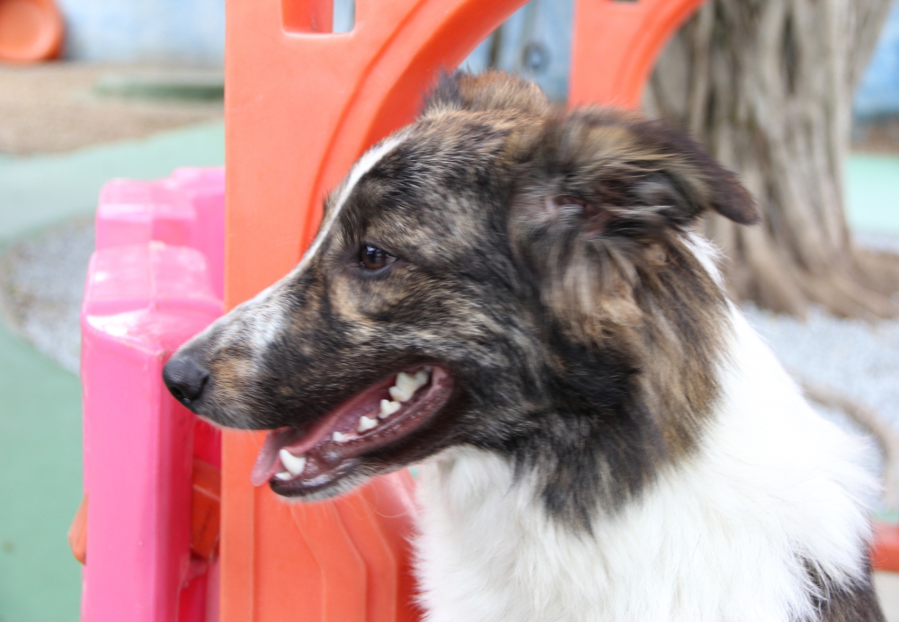 Quanto Custa Hospedagem de Cães no Jardim Bonfiglioli - Hotel Creche de Cães