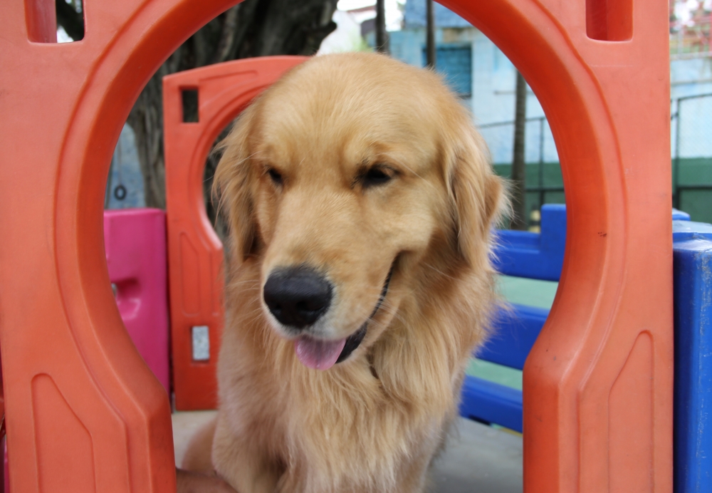 Quanto Custa Hotéis de Cães Água Azul - Hotel de Cães