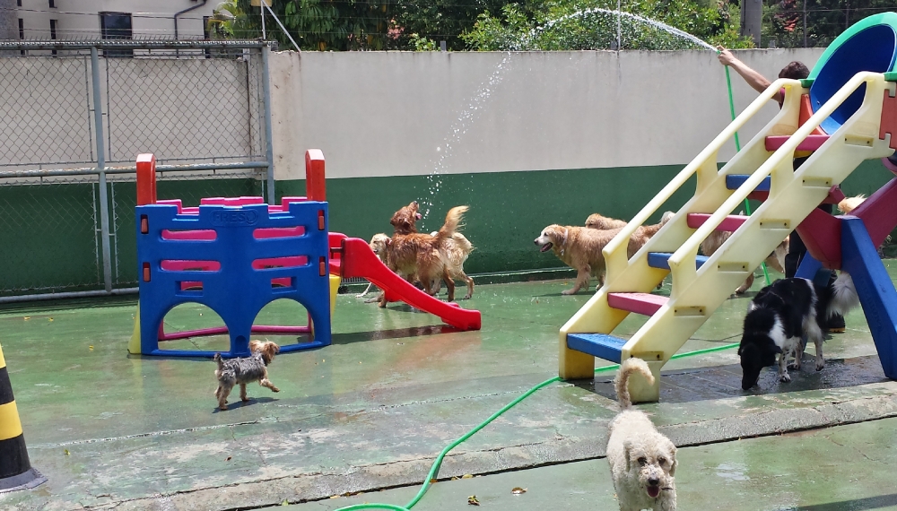 Quanto Custa Hotéis para Cachorro na Barra Funda - Hotel Fazenda para Cachorro