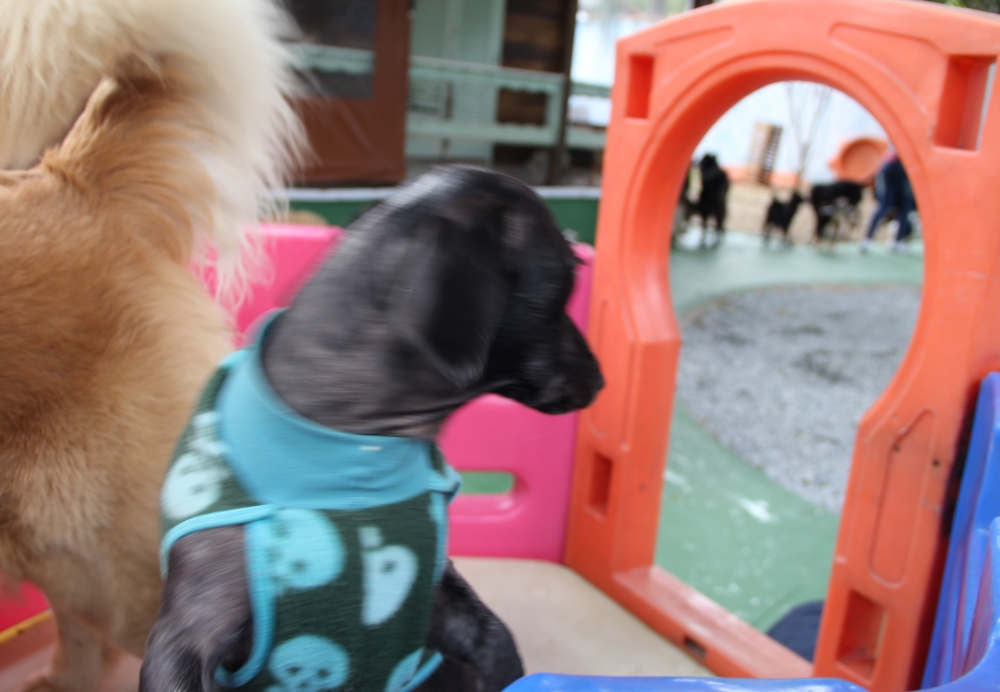 Quanto Custa Hotel Creche de Cães na Vila Buarque - Espaço para Cães