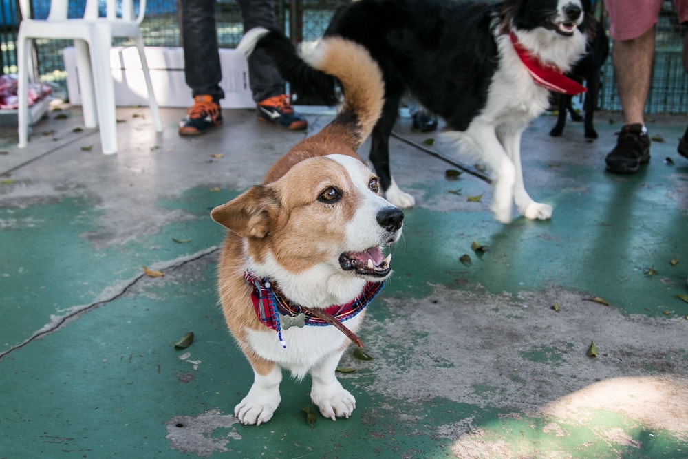 Quanto Custa Hotel Day Care no Pacaembu - Day Care Canino