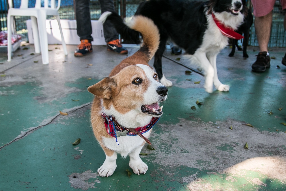 Quanto Custa Hotel Day Care na República - Day Care em Animais