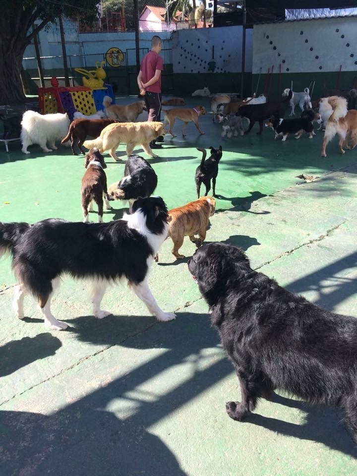 Quanto Custa Hotel de Cachorro em Belém - Hotel para Cachorro