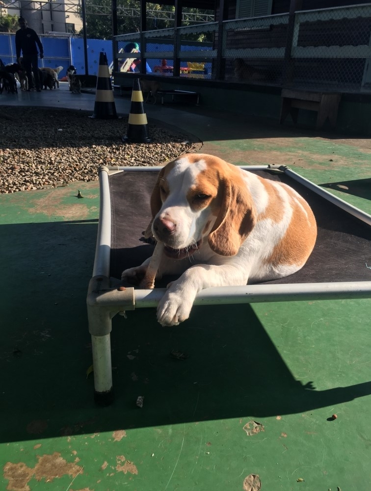 Quanto Custa Hotel para Cachorro Diária em São Domingos - Hotel de Cachorro