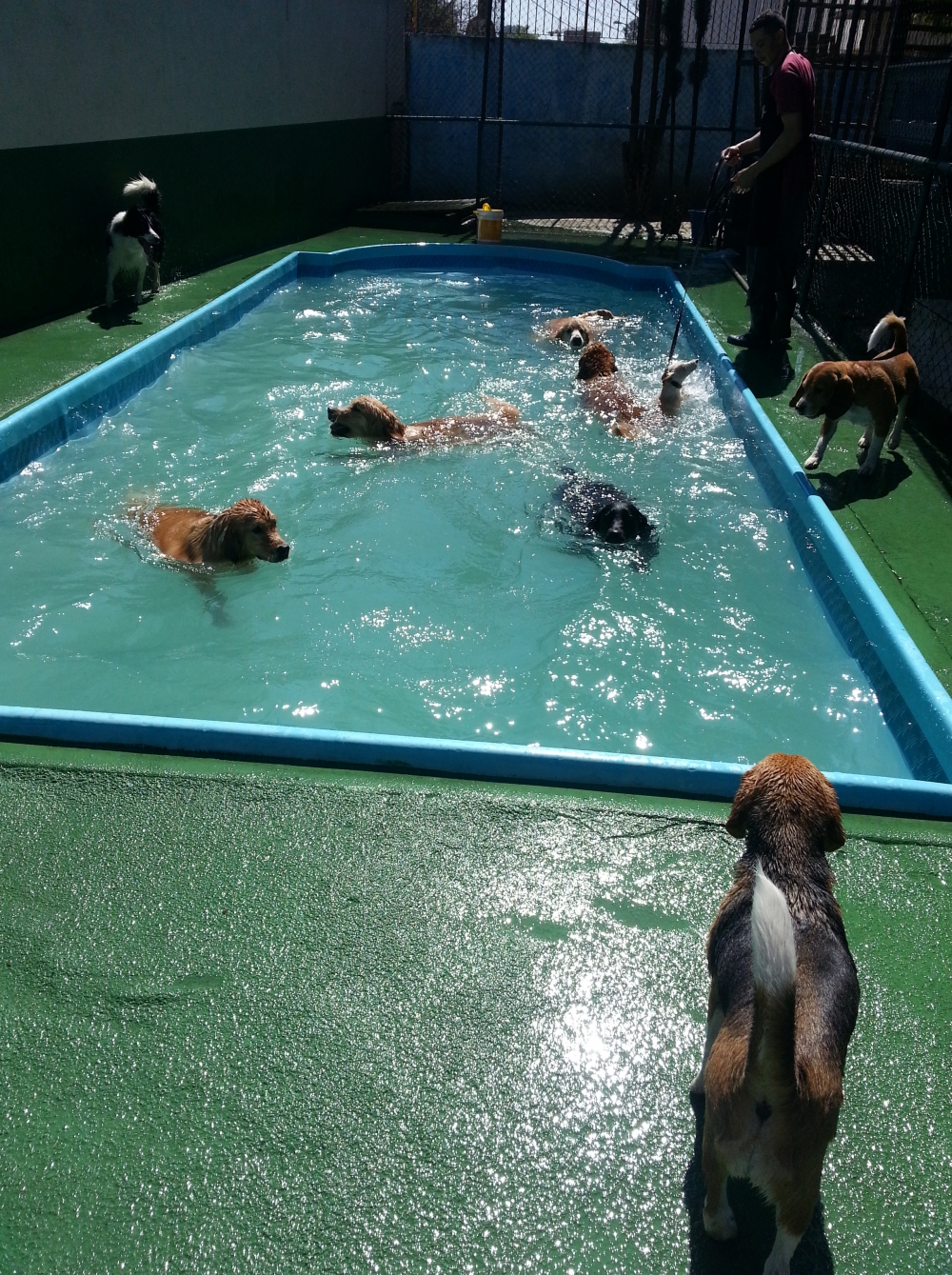 Quanto Custa Hotel para Cachorro em Sp Água Azul - Hotel para Cachorro no Brooklin