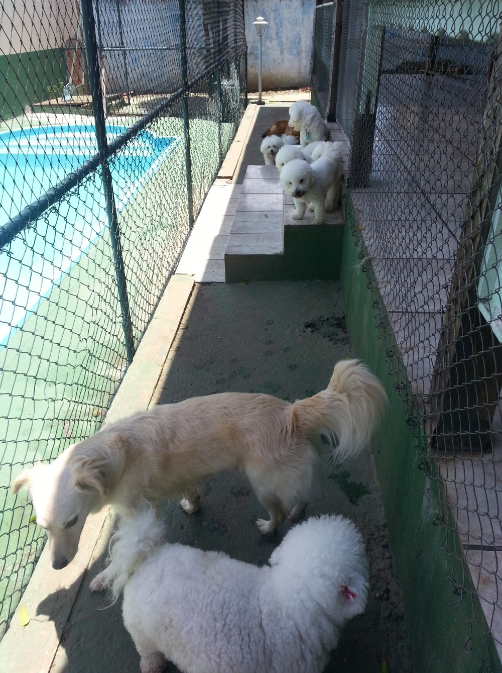 Quanto Custa Hotel para Cachorro no Brooklin no Jardim São Luiz - Hotel de Cachorro