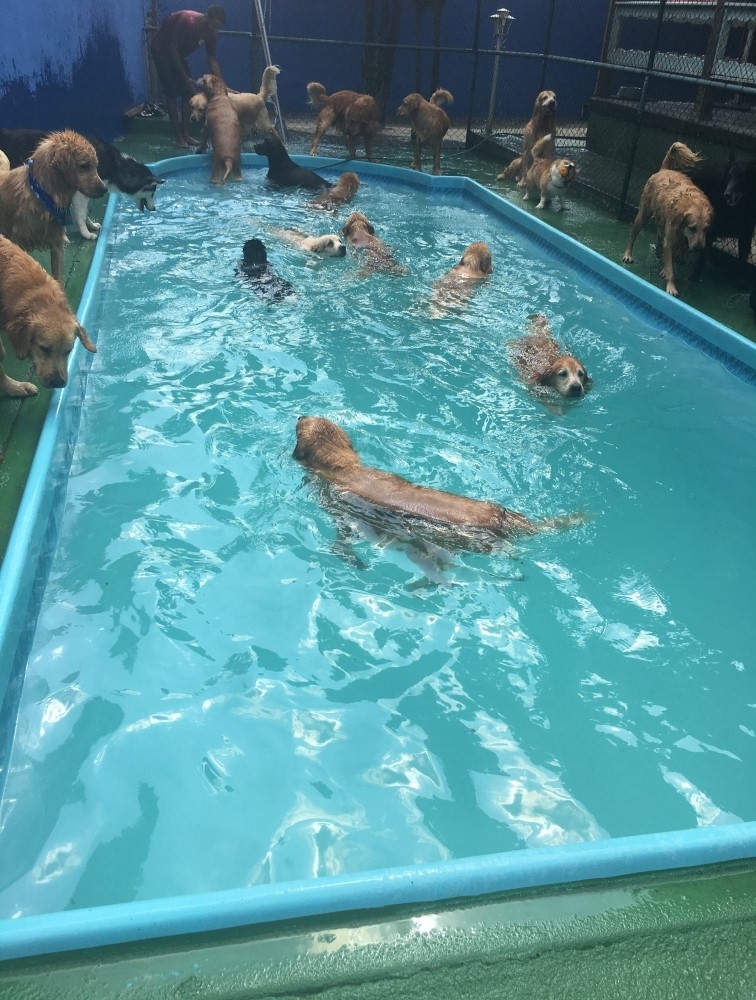 Quanto Custa Hotel para Cachorro em Raposo Tavares - Hotel Pra Cachorro