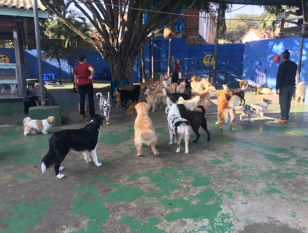 Quanto Custa Hotel para Pet no Jaguaré - Hotel para Cachorro em Sp