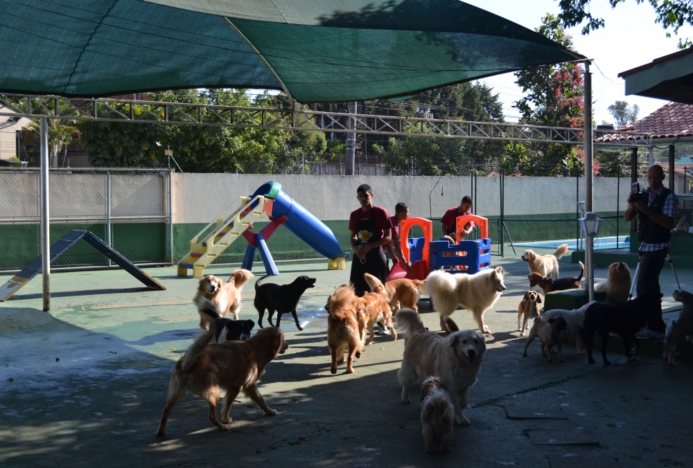 Quanto Custa Hotel Pra Cachorro na Vila Formosa - Hotel para Cachorro em São Paulo