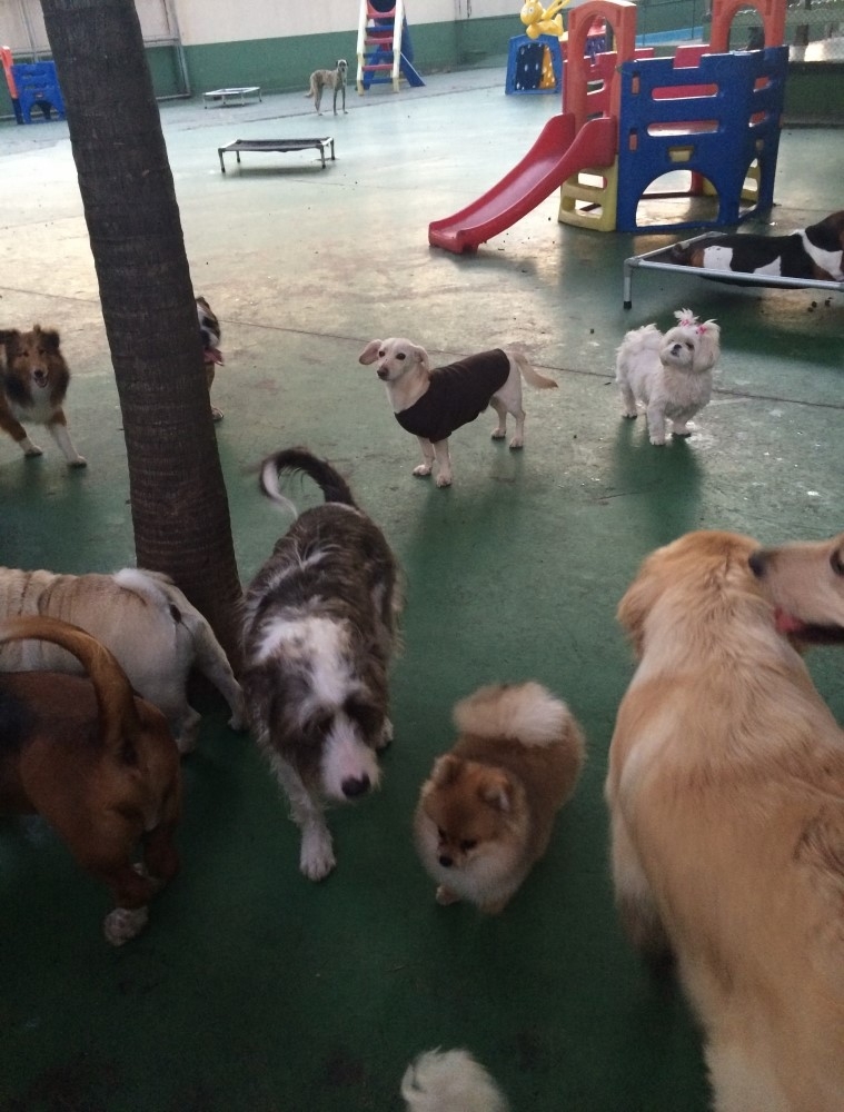 Quanto Custa Hotel Spa para Cães Itapegica - Serviços de Spa Canino
