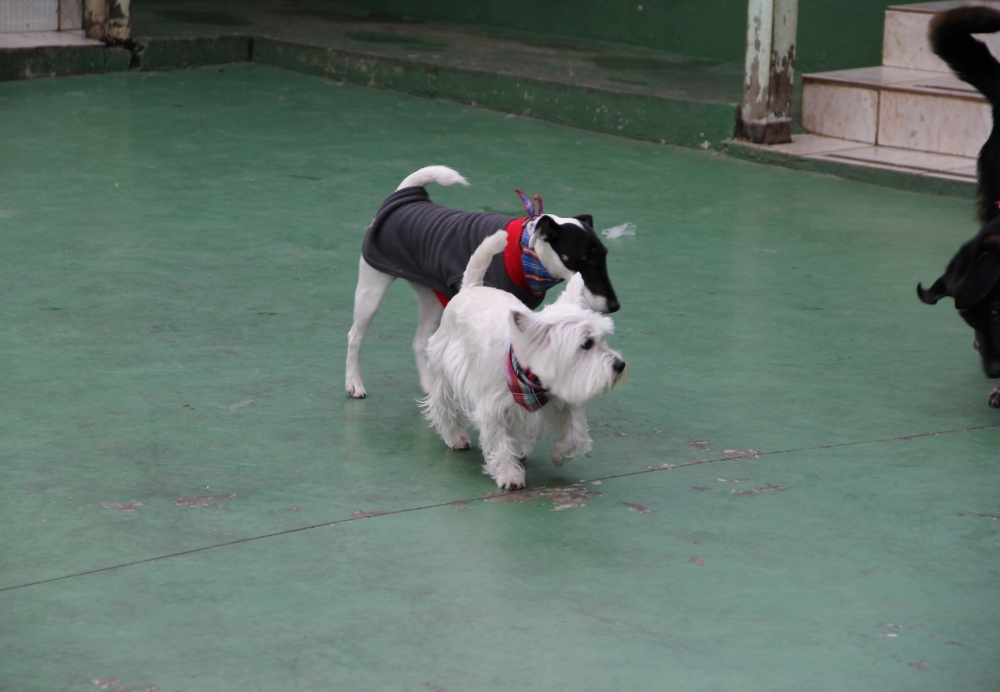 Quanto Custa Serviços de Hotel para Cachorro no Pacaembu - Hotel para Cachorro Diária