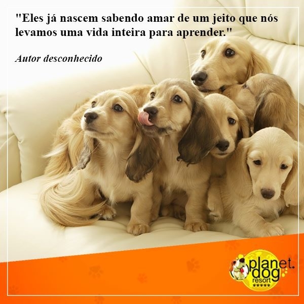 Quanto Custa Serviços de Spa Canino no Ibirapuera - Spa para Cães em São Paulo