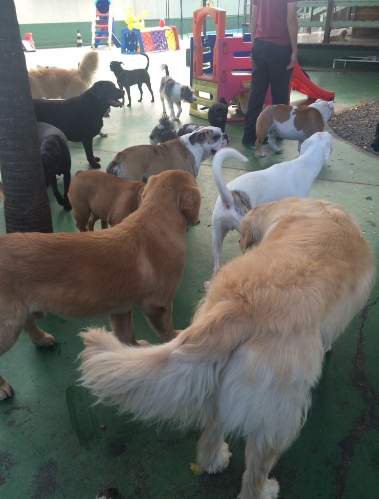 Quanto Custa Spa com Day Care Canino na Sé - Spa de Cachorro