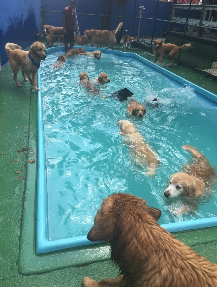 Quanto Custa Spa de Cachorro no Brooklin - Serviços de Spa Canino