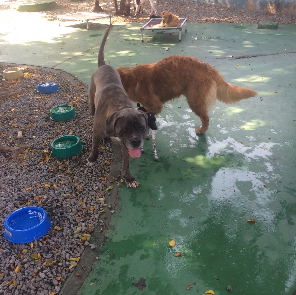 Quanto Custa Spa e Day Care para Cães no Jaraguá - Pet Spa