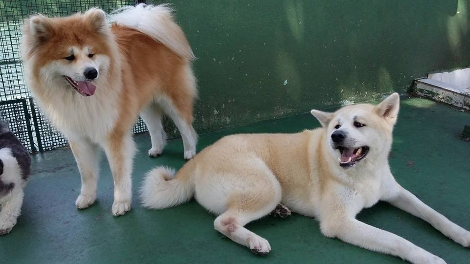 Quanto Custa Spa Especializado em Cães em Interlagos - Spa com Day Care Canino