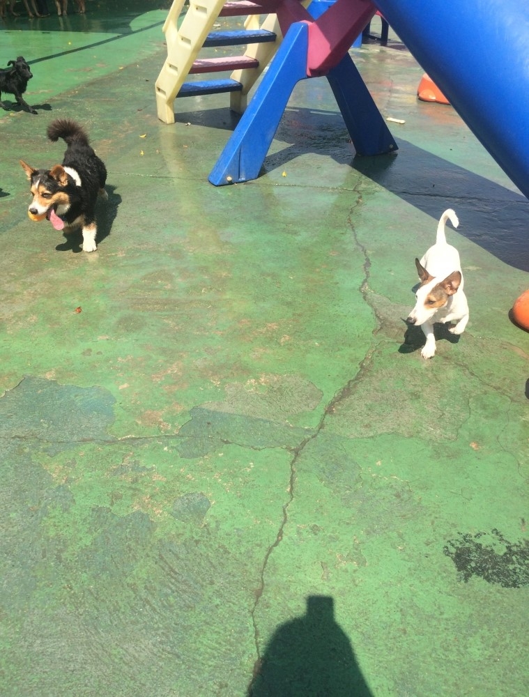 Quanto Custa Spa para Animais no Parque do Carmo - Spa para Cães no Brooklin
