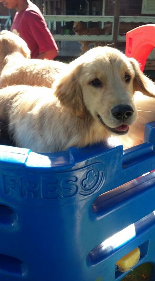 Quanto Custa Spa para Cachorros na Água Branca - Spa para Cães em Sp