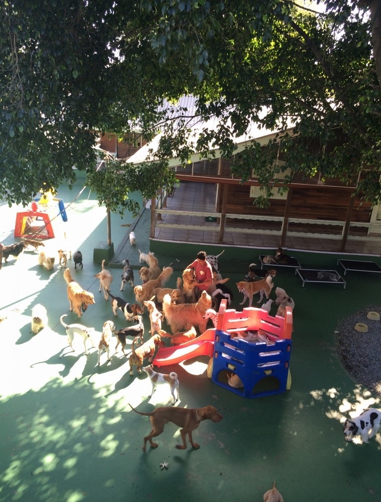 Quanto Custa Spa para Cães em São Paulo no Imirim - Spa com Day Care Canino