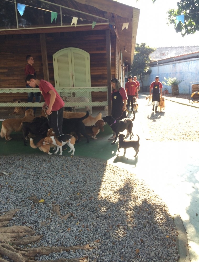 Quanto Custa Spa para Cães na Consolação - Serviços de Spa Canino