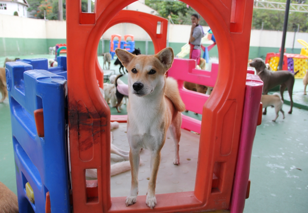 Resort de Cães Preço na Vila Curuçá - Hotéis de Cães no Brooklin