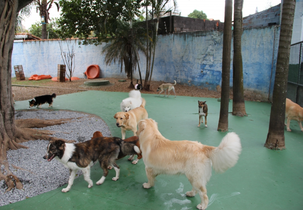 Resort de Cão no Bairro do Limão - Hotel de Cães
