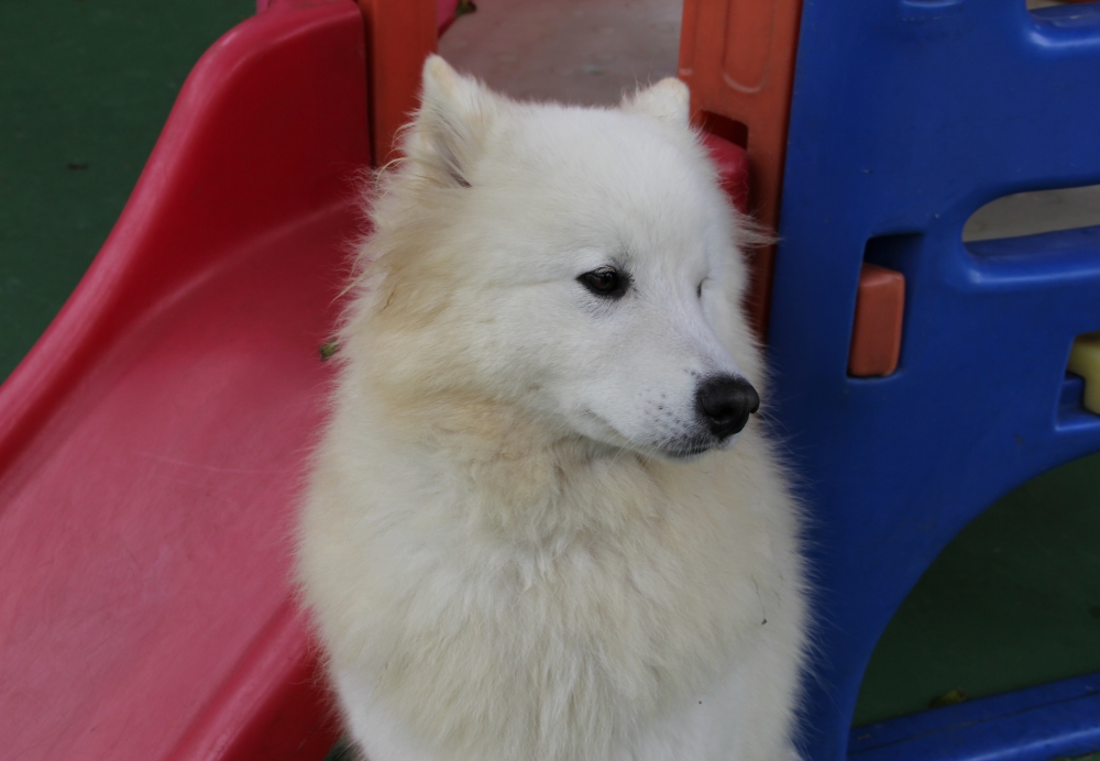 Resort para Cães Preço Jardim Aracília - Hotel de Cães