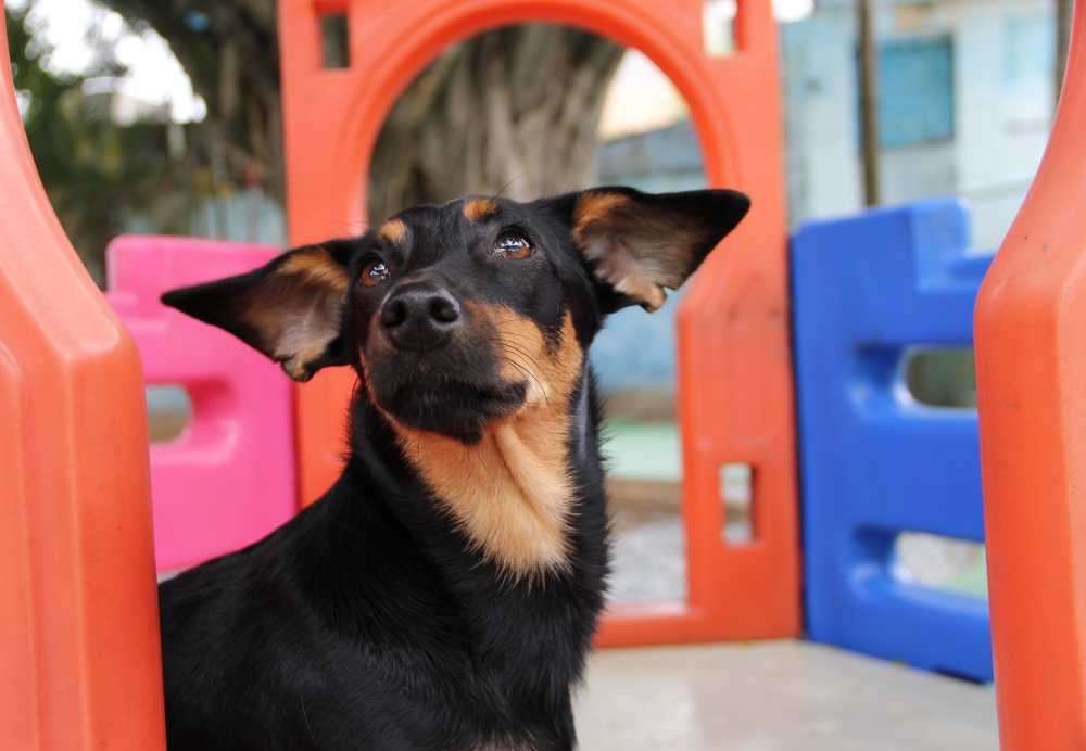 Resort para Cães Água Chata - Hospedagem de Cães