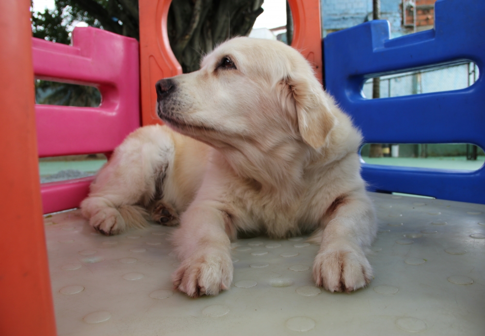 Resort para Cão no Jardim Iguatemi - Hotéis de Cães no Brooklin