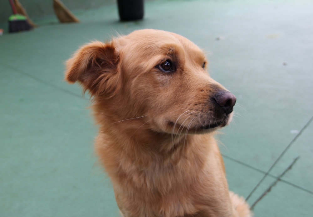 Serviços de Creche para Cachorro Preço em José Bonifácio - Creche de Pets