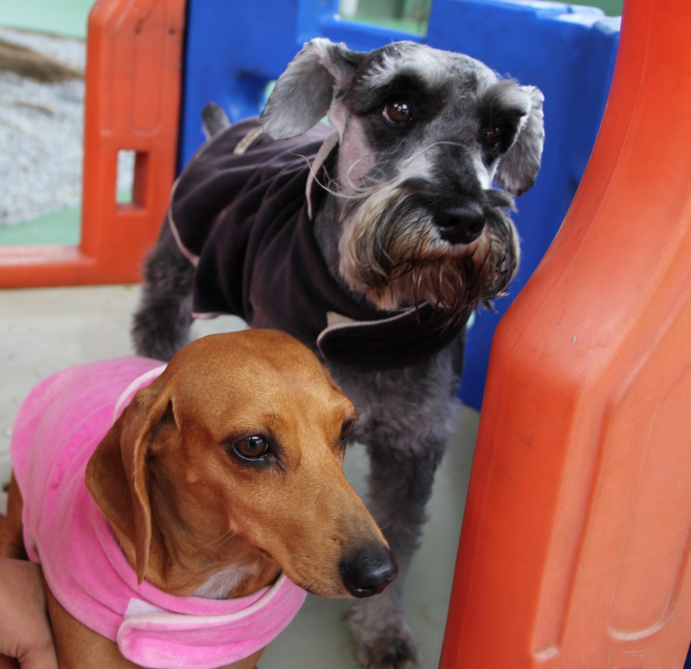 Serviços de Creche para Cachorro no Jardins - Creche com Day Care para Cachorro