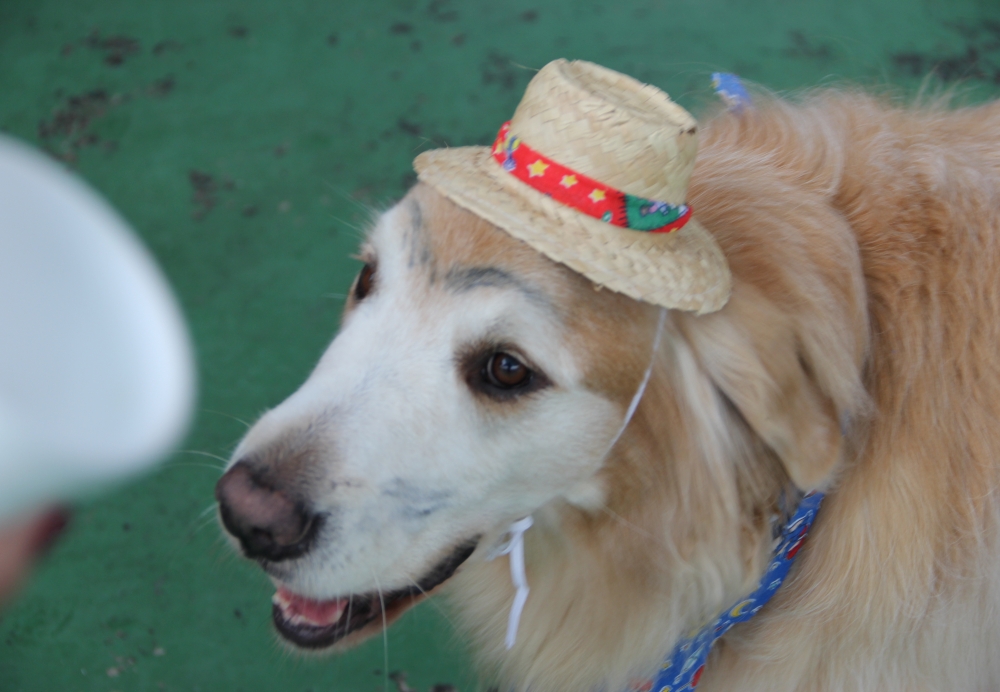 Serviços de Hotel para Cachorro na Vila Maria - Hotel para Cachorro Diária