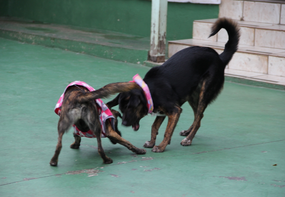 Serviços de Hotel para Cachorros na Vila Gustavo - Hotel para Cachorro em São Paulo