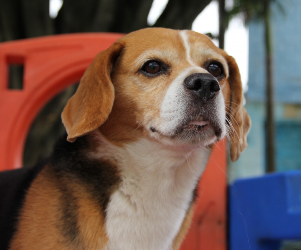 Serviços de Hotel para Cães Preço no Tatuapé - Hospedagem de Cães