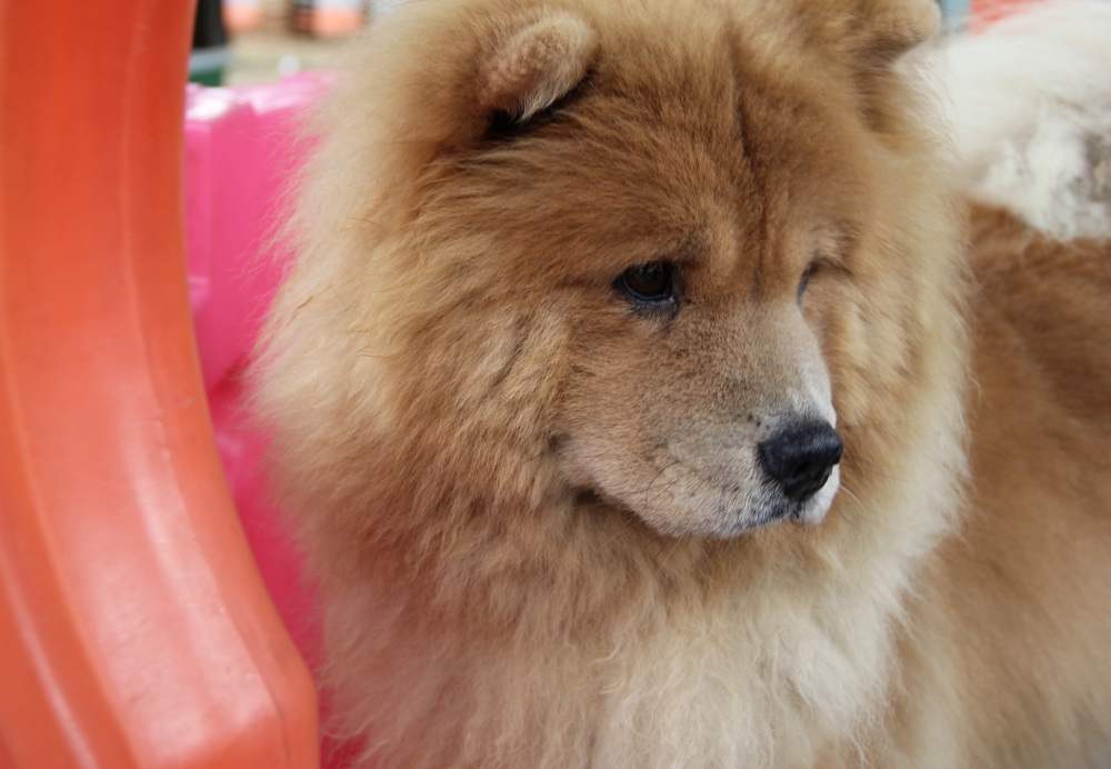 Serviços de Hotel para Cães em Santo Amaro - Hospedagem de Cães