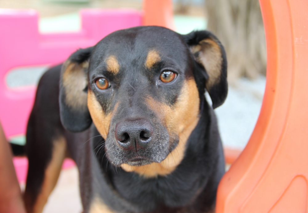 Serviços de Hotel para Cão no Jardim América - Hotel para Cães em São Paulo