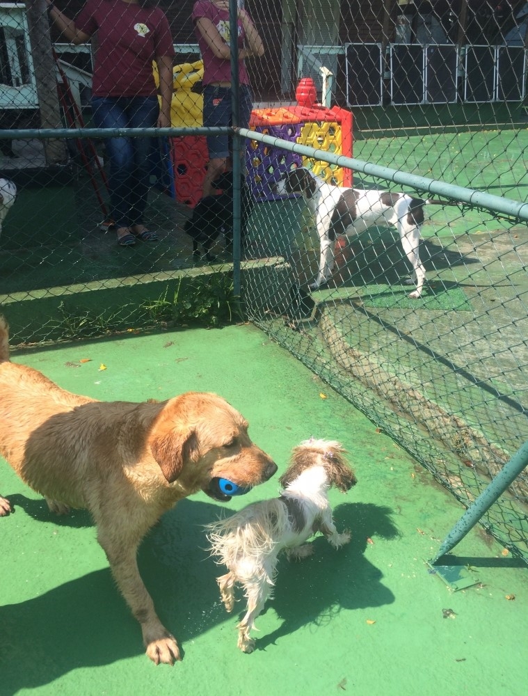 Serviços de Spa Canino Bosque Maia - Spa para Cães no Brooklin