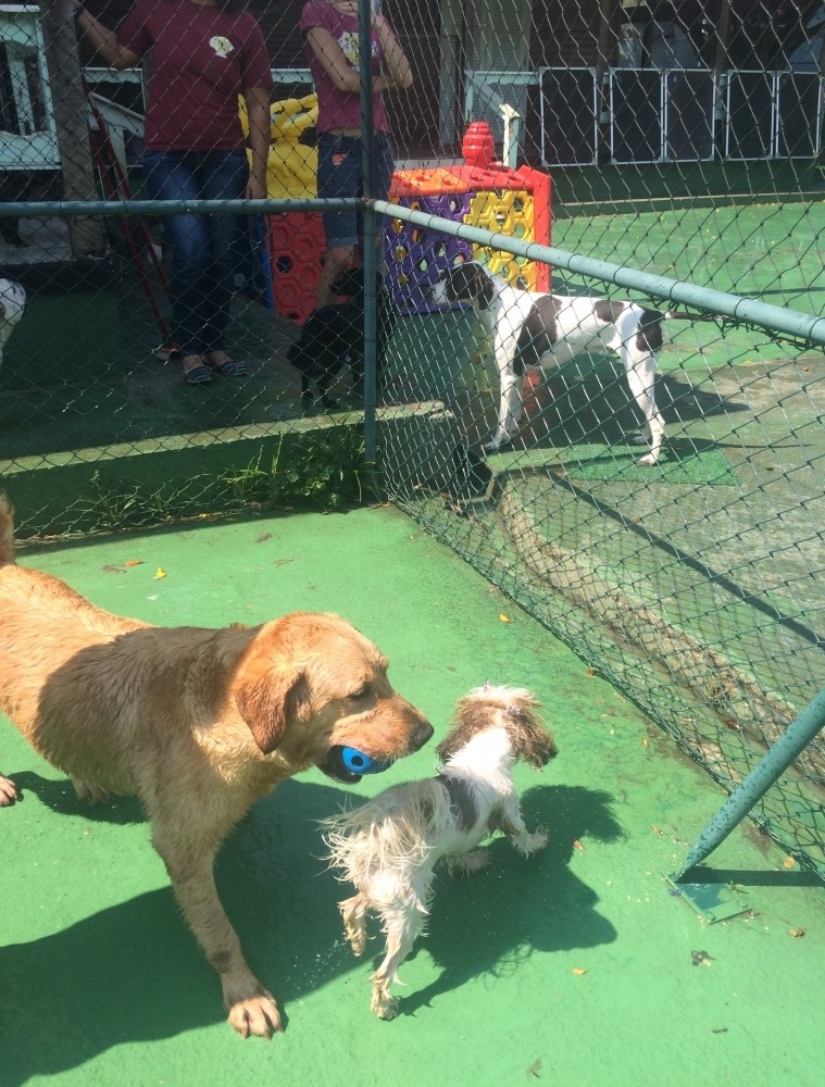 Serviços de Spa Canino em Perus - Spa para Cães em São Paulo