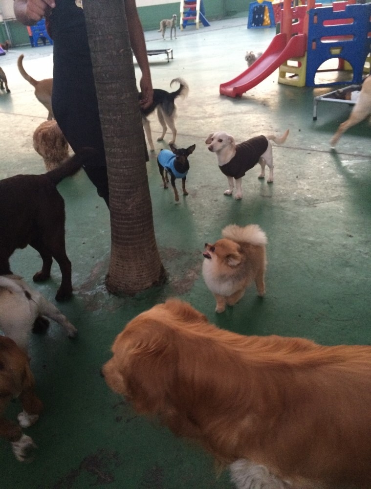Serviços de Spa Caninos CECAP - Spa com Day Care Canino