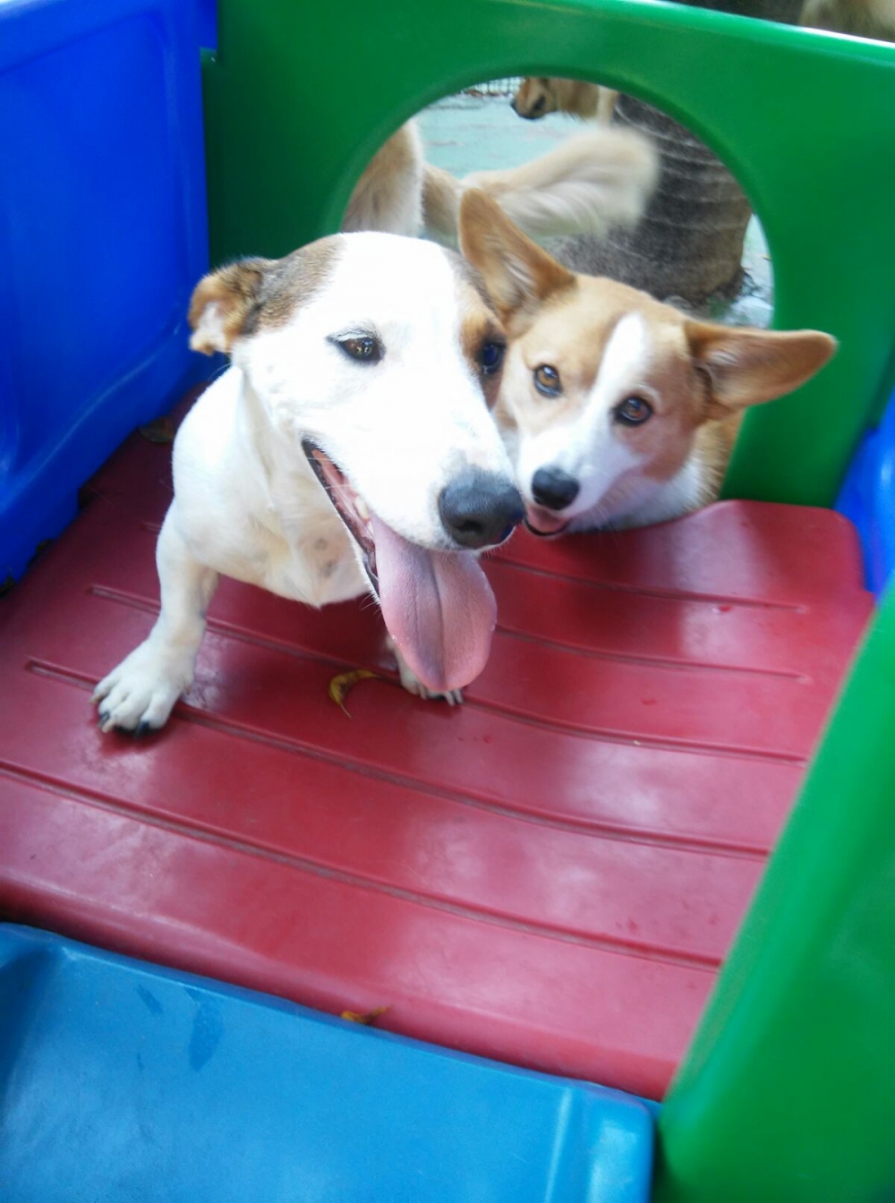 Spa Canino Preço na Vila Medeiros - Spa para Animais