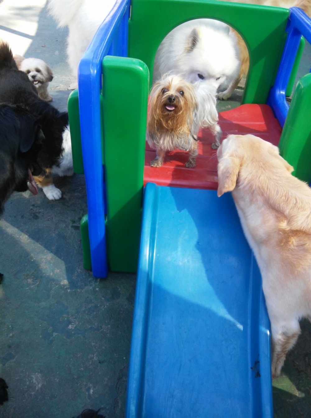 Spa Caninos no Campo Limpo - Spa para Animais